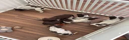 Cocker Spaniel dogs for sale: Remaining Male Cocker Spaniel Pups in Ullapool - Advert 21