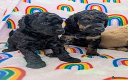 Miniature Poodle dogs for sale: Stunning Red & Phantom Poodles - Image 33
