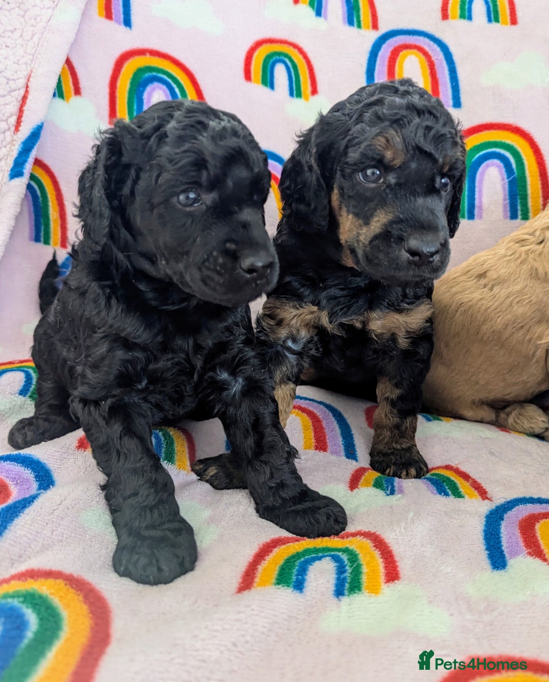 Miniature Poodle dogs for sale: Stunning Red & Phantom Poodles - Image 33