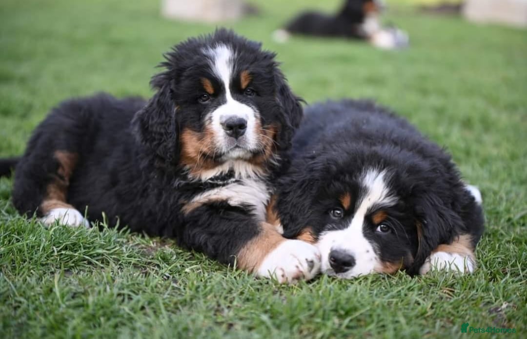Bernese Mountain Dog dogs for sale: STUNNING HEALTH CHECKED PUPPIES READY TODAY - Advert 3