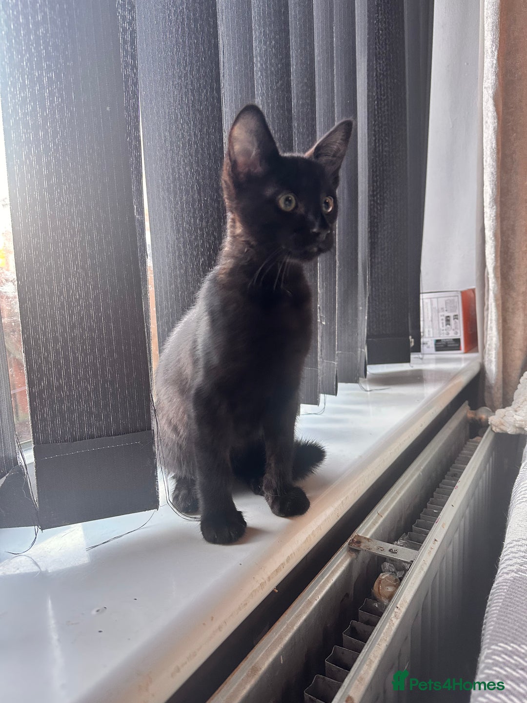 Savannah cats for sale: F4 Savannah kittens  - Advert 15