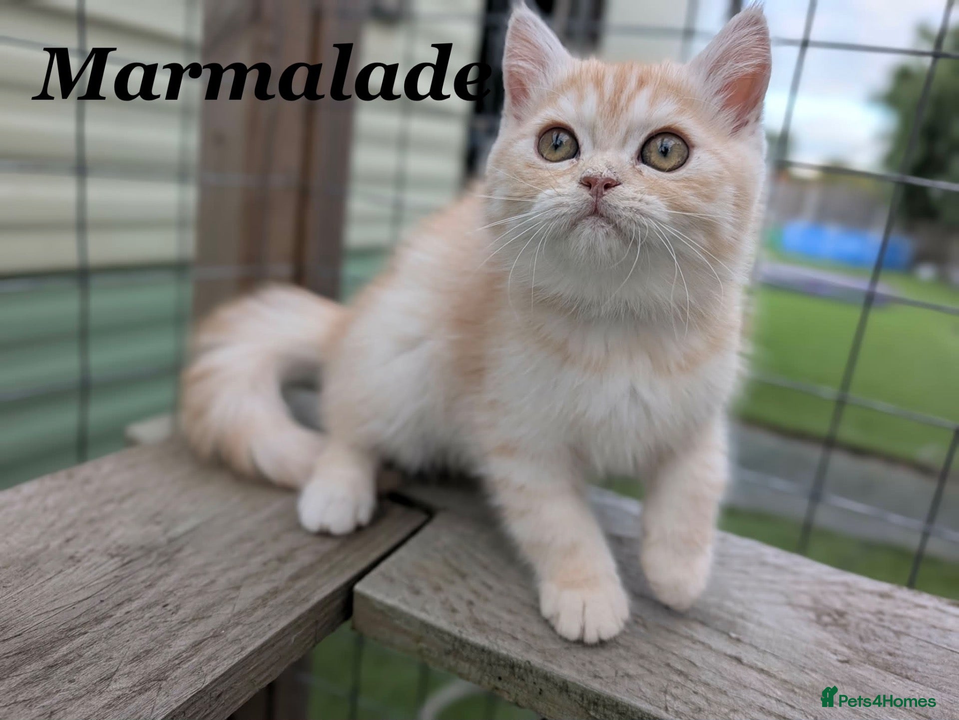 Exotic cats *Last 2* Reduced Gorgeous Persian Exotic Kittens - Advert 2