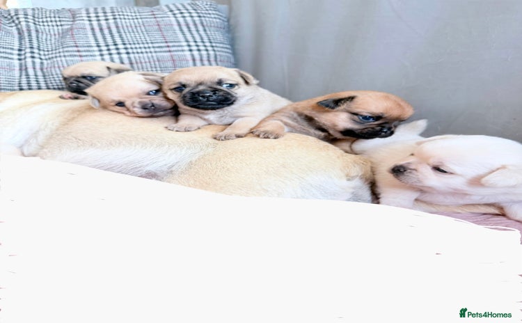 Mixed Breed dogs - Advert 2