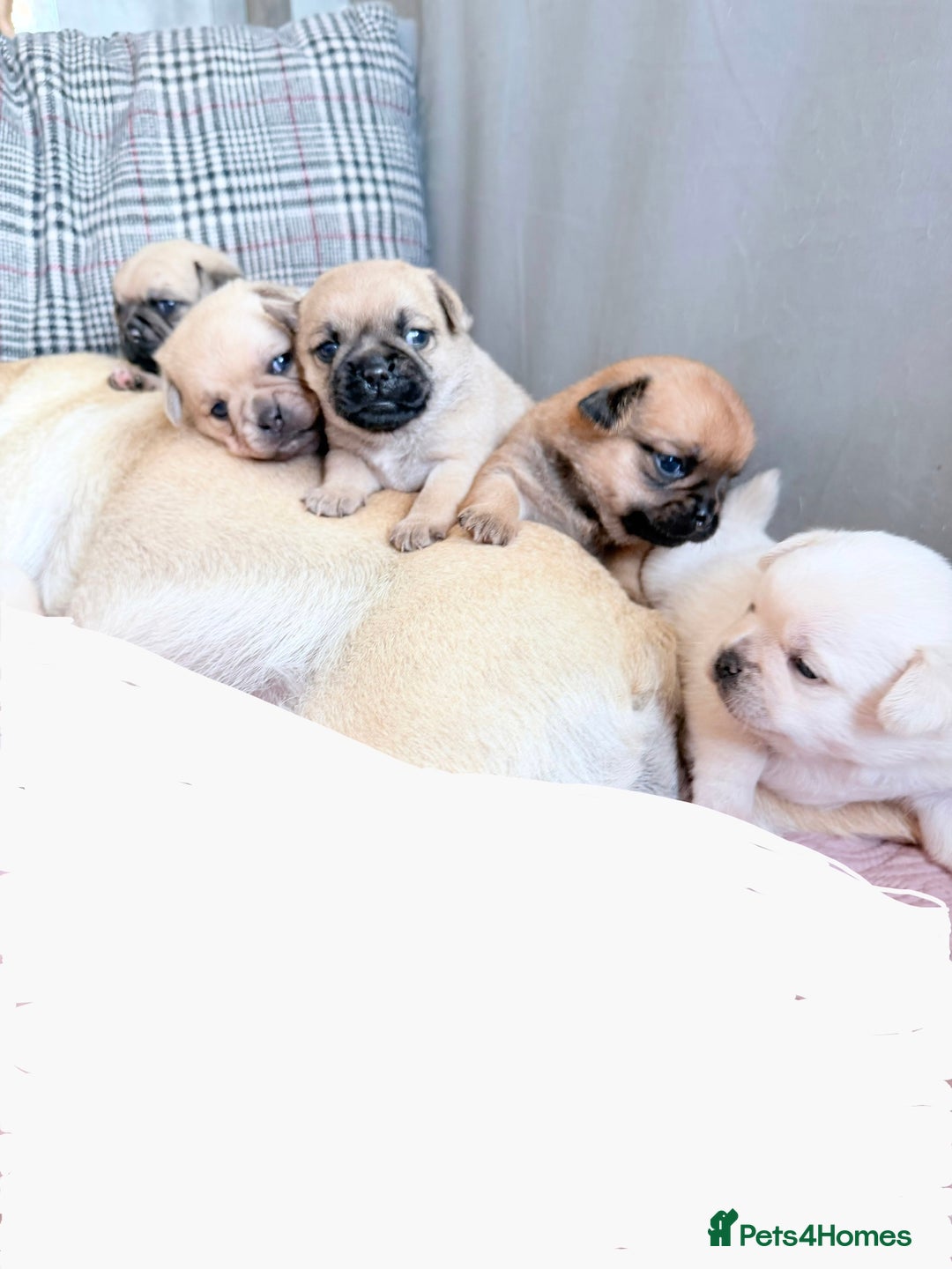 Mixed Breed dogs for sale: Adorable Pug x Pomeranian Puppies  - Image 1