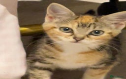 British Longhair cats for sale: 2 ADORABLE FLUFFY BRITISH LONGHAIR KITTENS LEFT!!! - Image 27