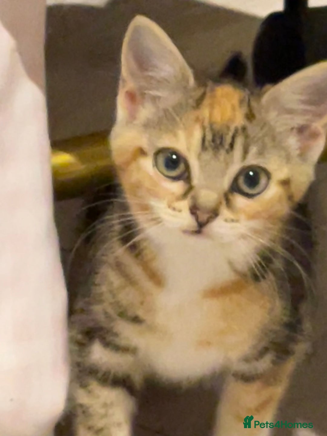 British Longhair cats for sale: 2 ADORABLE FLUFFY BRITISH LONGHAIR KITTENS LEFT!!! - Image 27