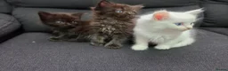 Mixed Breed cats for sale: Maine Coon x Ragdoll Kittens - Advert 5