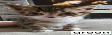 Mixed Breed Kitten 2