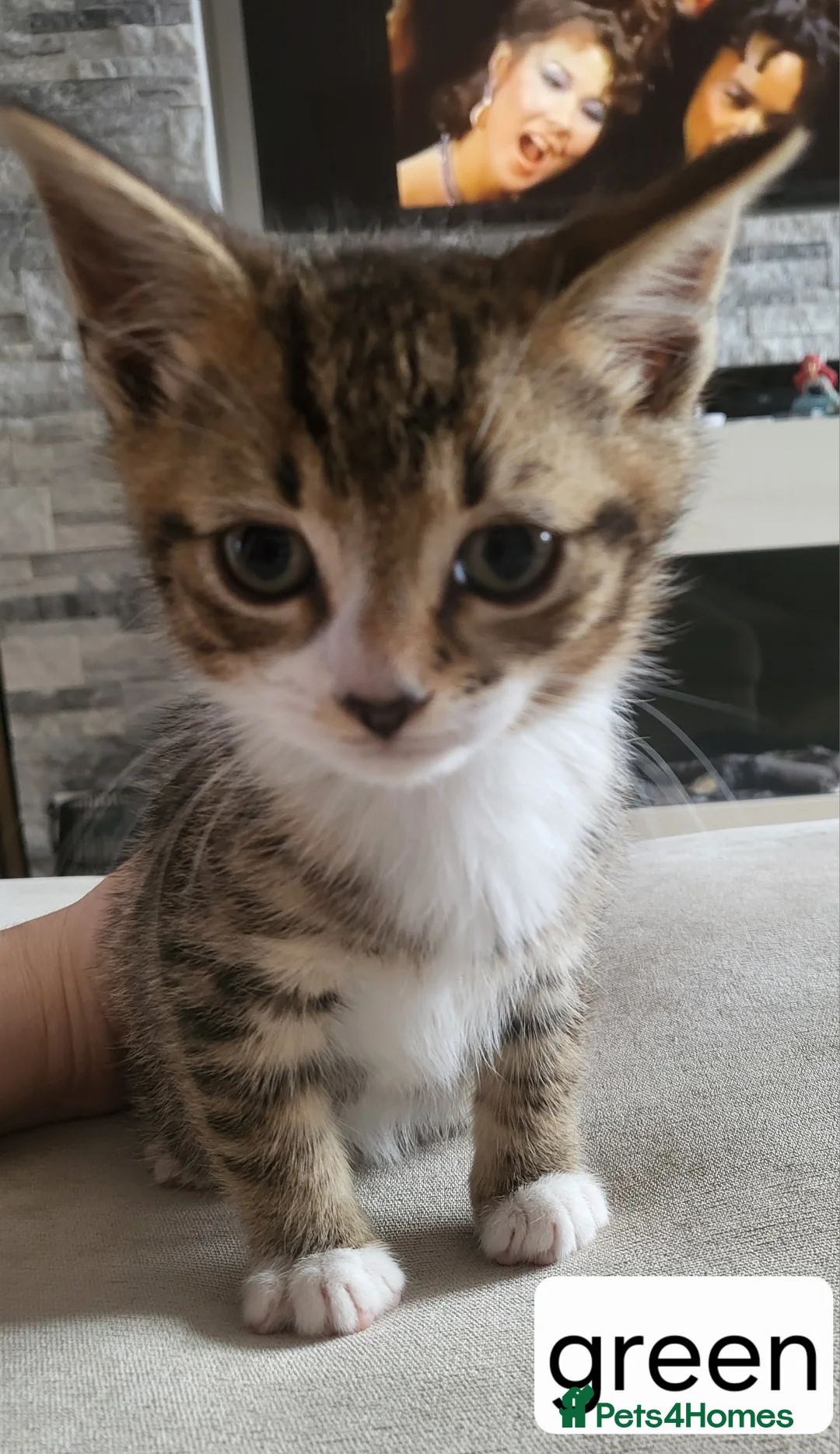 Mixed Breed cats for sale: We have 5 wonderful kittens  - Advert 2