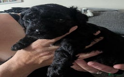 Mixed Breed dogs for sale: Cotonoodle pups  - Image 3