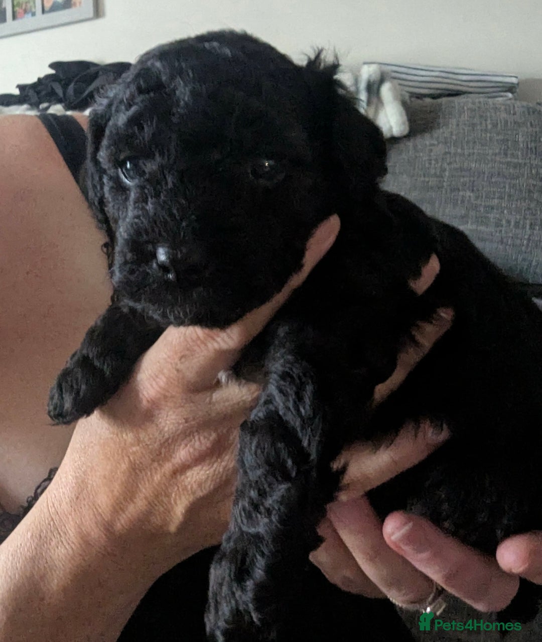 Mixed Breed dogs for sale: Cotonoodle pups  - Image 3