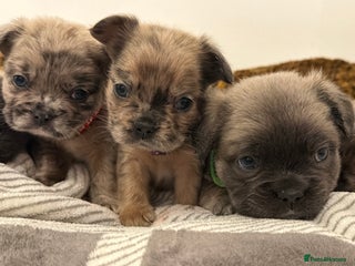 French Bulldog dogs 8 perfect fluffy visual French bulldogs dwkc reg - Advert 5