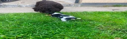 Jack Russell dogs for sale: Beautiful Jack Russell Girls Available  - Advert 33