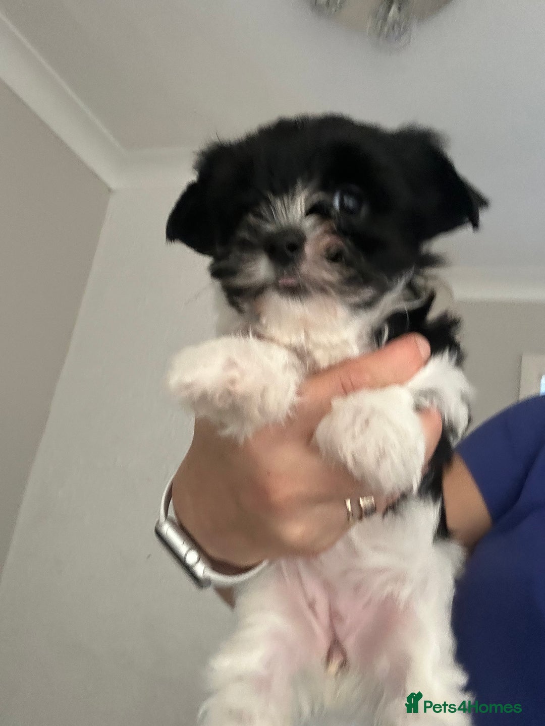 Yorkshire Terrier dogs for sale: Colourful Yorkshire terrier - Image 27