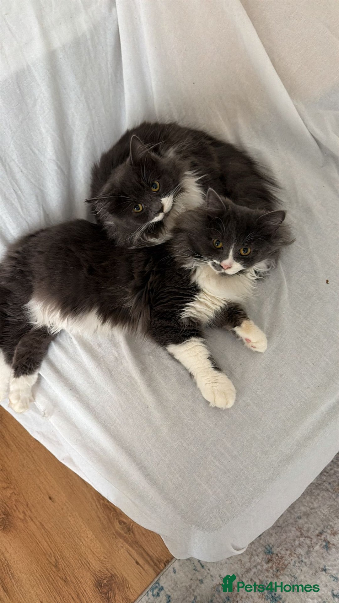 British Longhair cats for sale: 2 Male Kittens - Advert 14