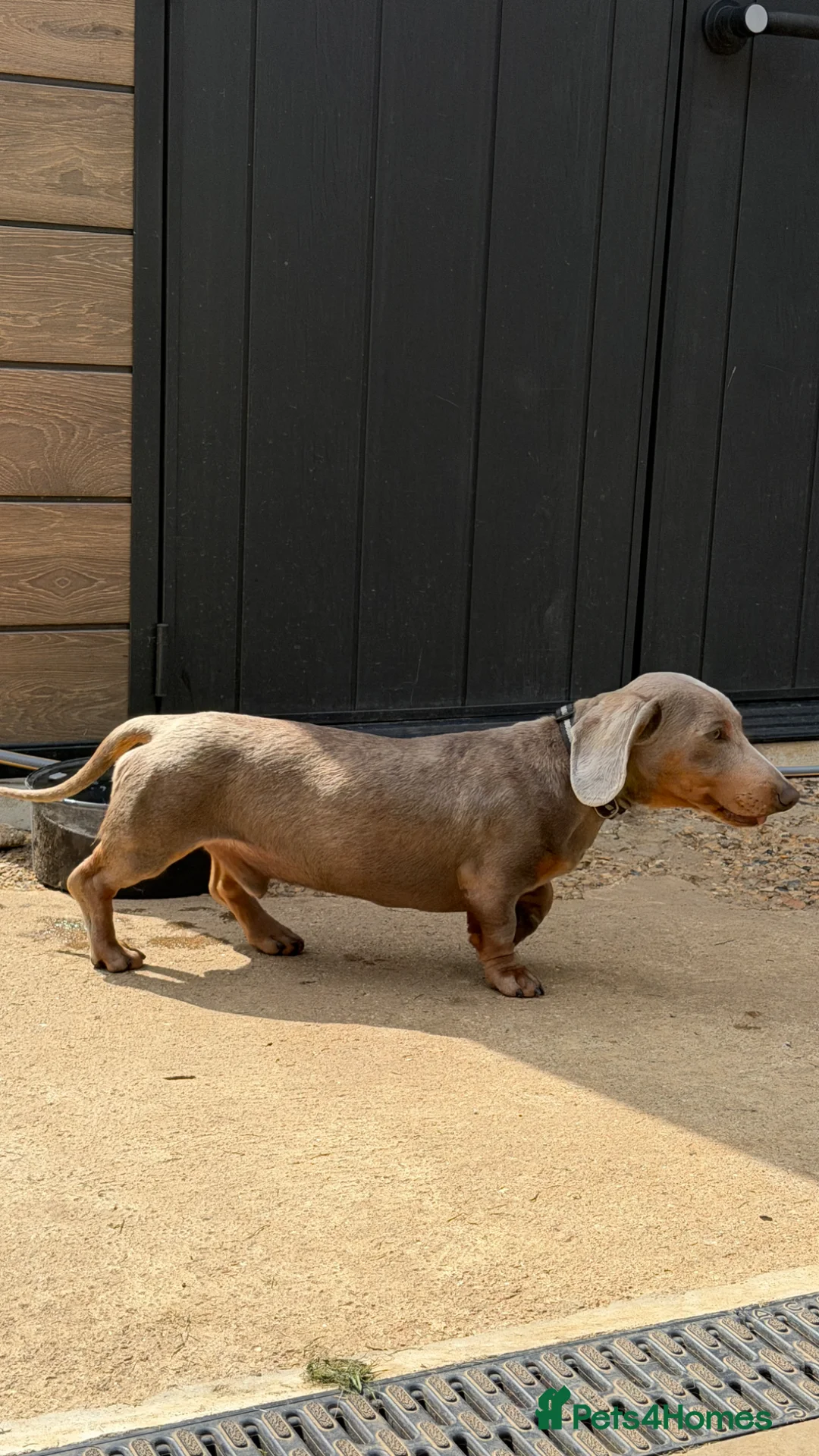 Miniature Dachshund dogs for adoption: Pablo is ready for adoption! KC REG  - Advert 2
