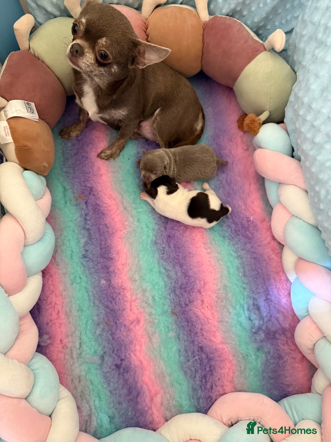 Chihuahua dogs for sale: KC reg Handsome lilac & tan boy 🍎 🐶  - Image 17