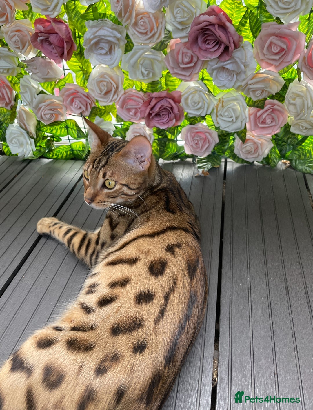 Bengal cats for sale:  🐾Four Beautiful Bengal Kittens🐾 - Image 33
