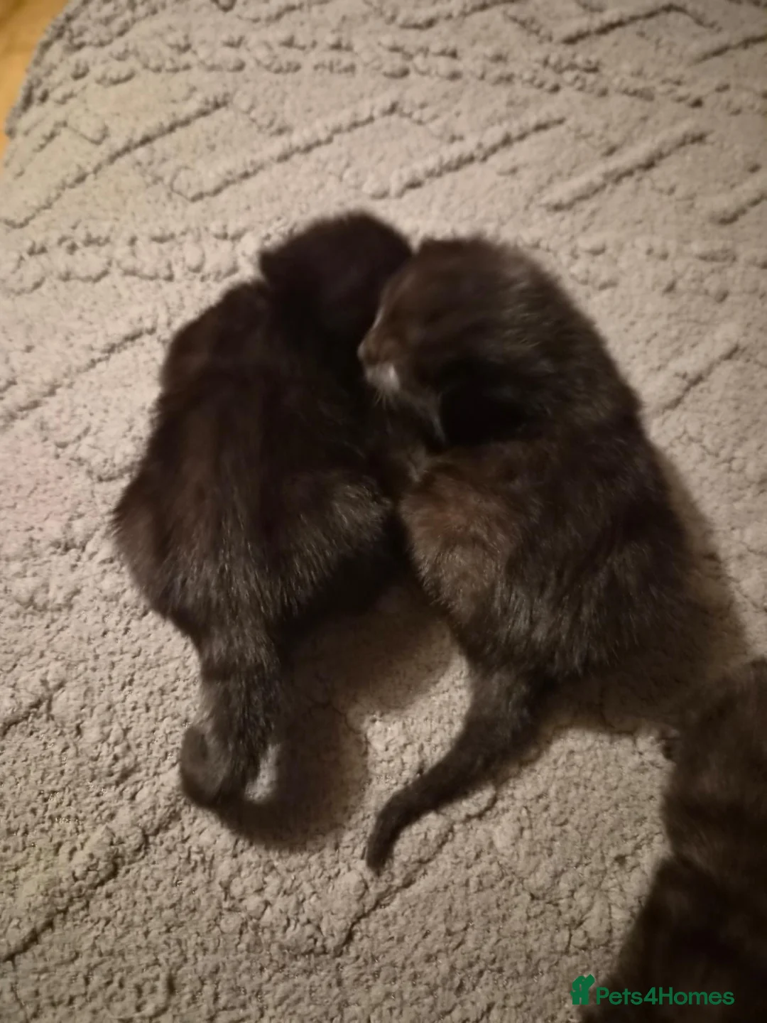 Mixed Breed cats for sale: 6 black kittens  - Advert 22