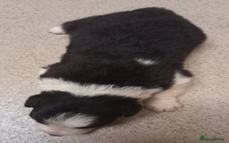 Border Collie dogs for sale: Border Collies for sale - Image 18