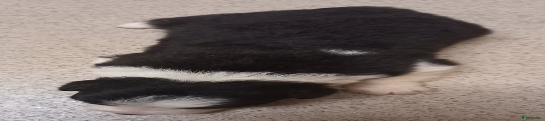 Border Collie Puppy 6