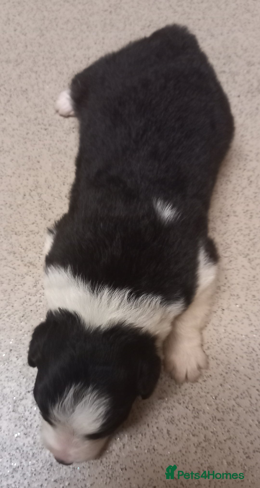 Border Collie dogs for sale: Border Collies for sale - Image 18