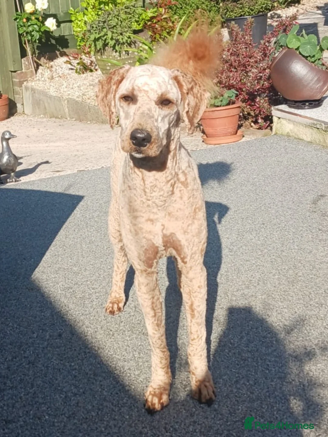 Goldendoodle dogs for sale: Goldendoodle puppies - Advert 1