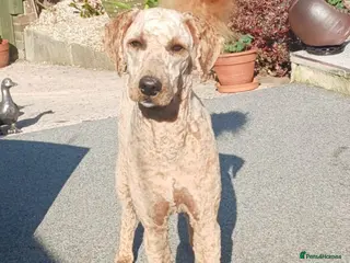 Goldendoodle dogs Goldendoodle puppies - Advert 8