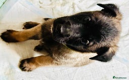 Belgian Shepherd Dog dogs for sale: Skye x Nines very last litter ever! 3B &7G  - Image 19