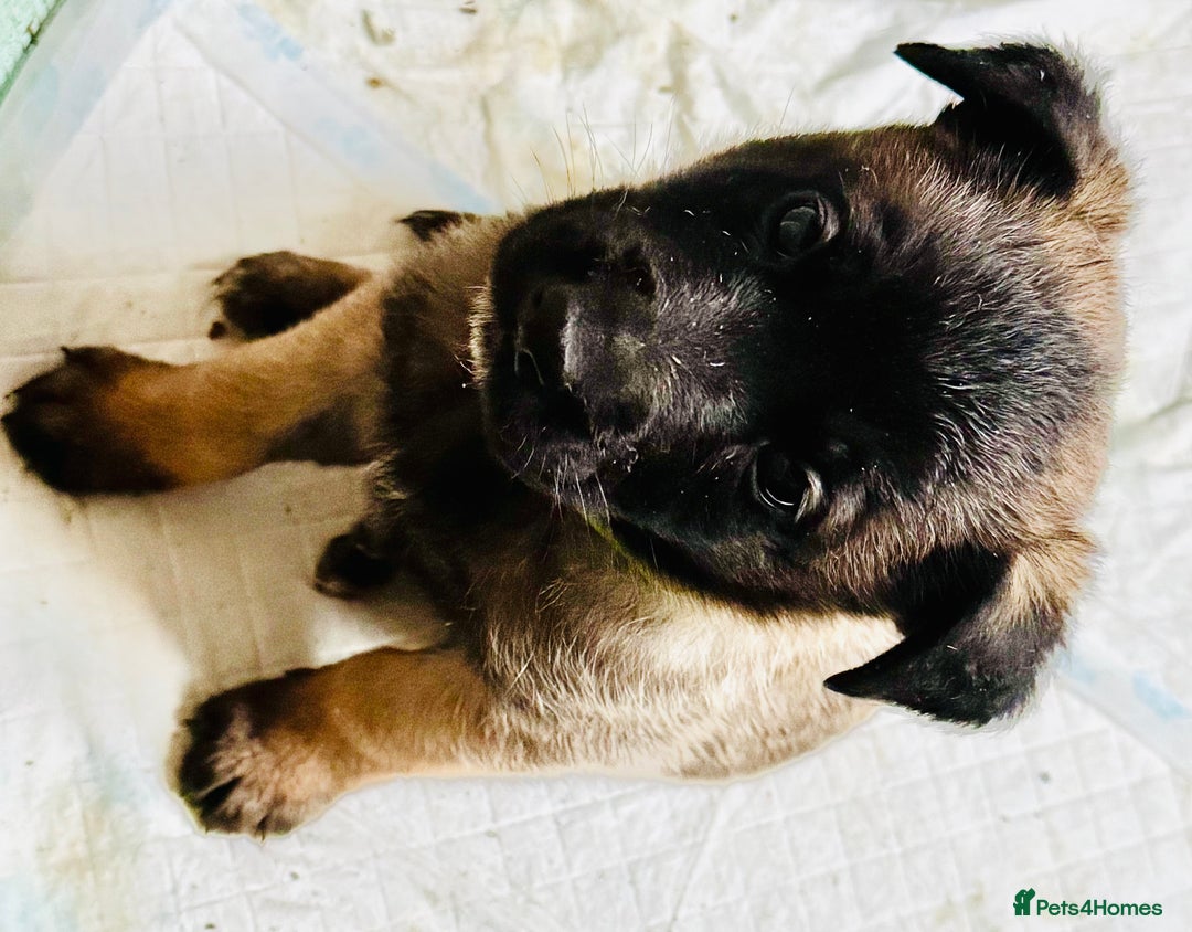 Belgian Shepherd Dog dogs for sale: Skye x Nines very last litter ever! 3B &7G  - Image 19