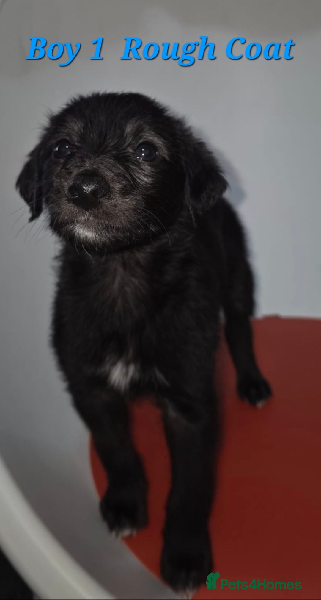 Lurcher dogs for sale: Lurcher Pups - Image 1