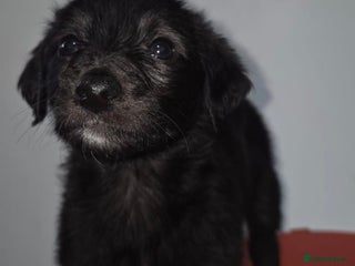 Lurcher dogs for sale - Advert 1