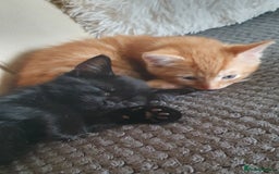 Mixed Breed cats for sale: Adorable kittens  - Image 8