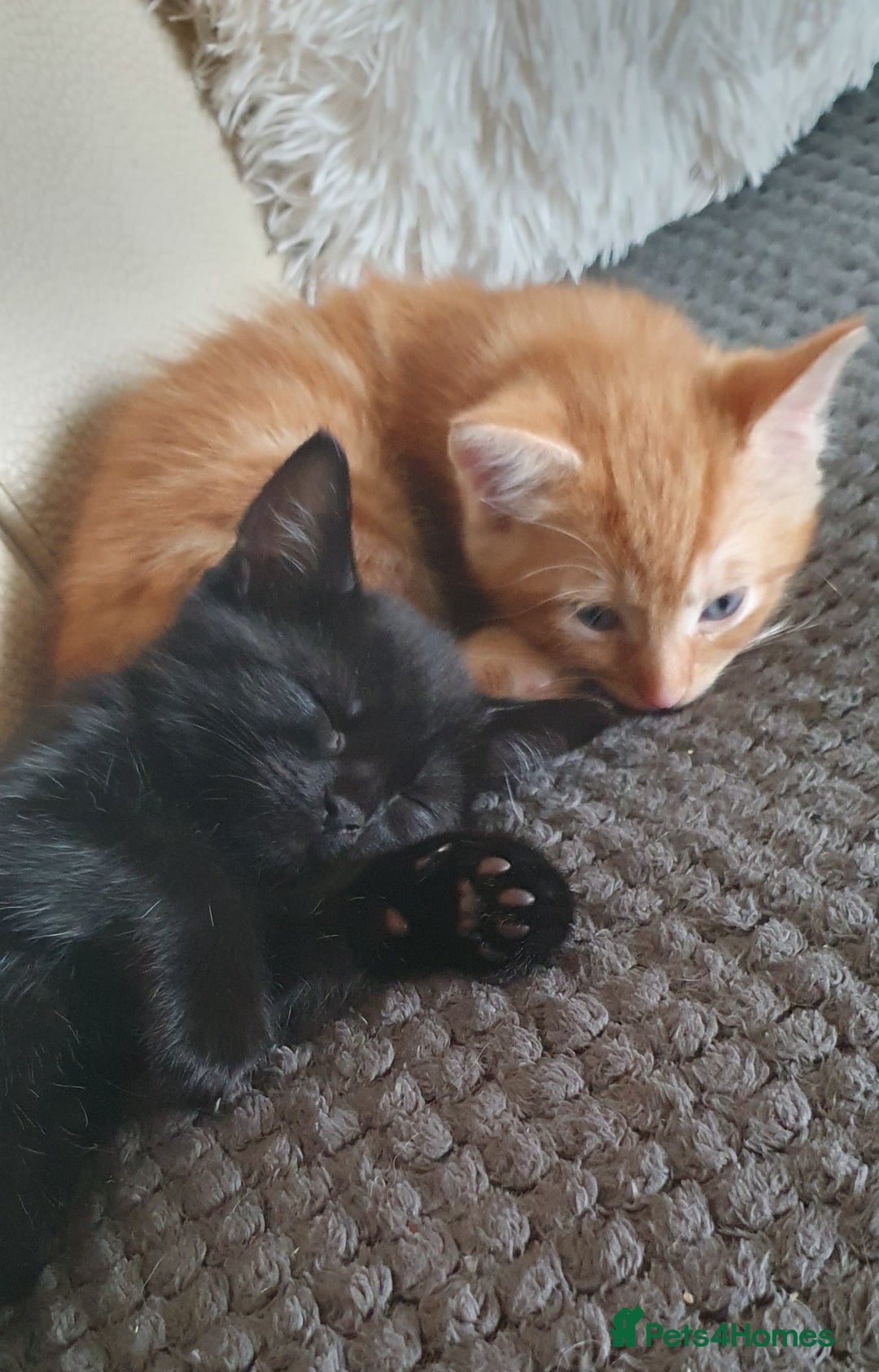 Mixed Breed cats for sale: Adorable kittens  - Image 8