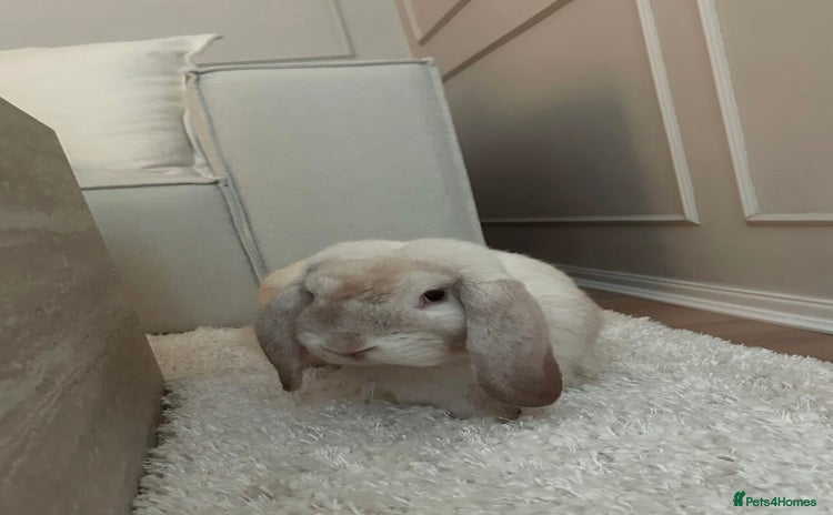 French Lop rabbits in Bolton - Advert 1