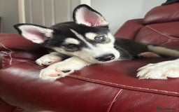Siberian Husky dogs for sale: LAST Siberian Husky Puppy - Fully Vaccinated - Image 16