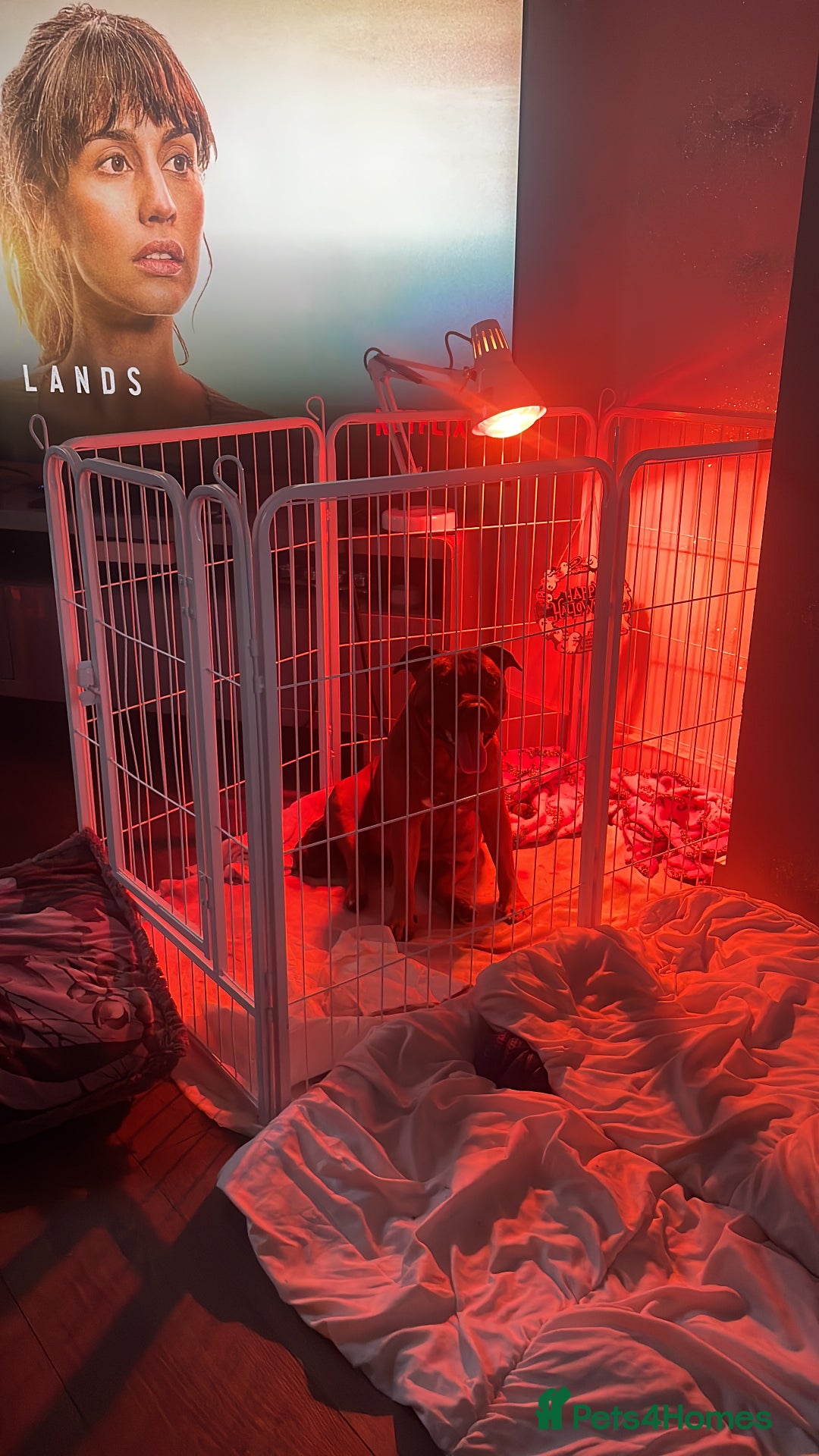 Staffordshire Bull Terrier dogs for sale: Beautiful chunky red staffys  - Advert 2