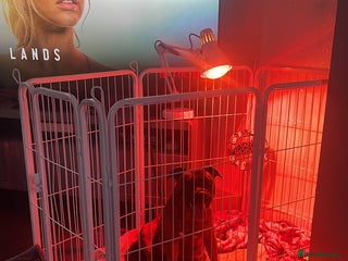 Staffordshire Bull Terrier dogs Beautiful chunky red staffys - Advert 12