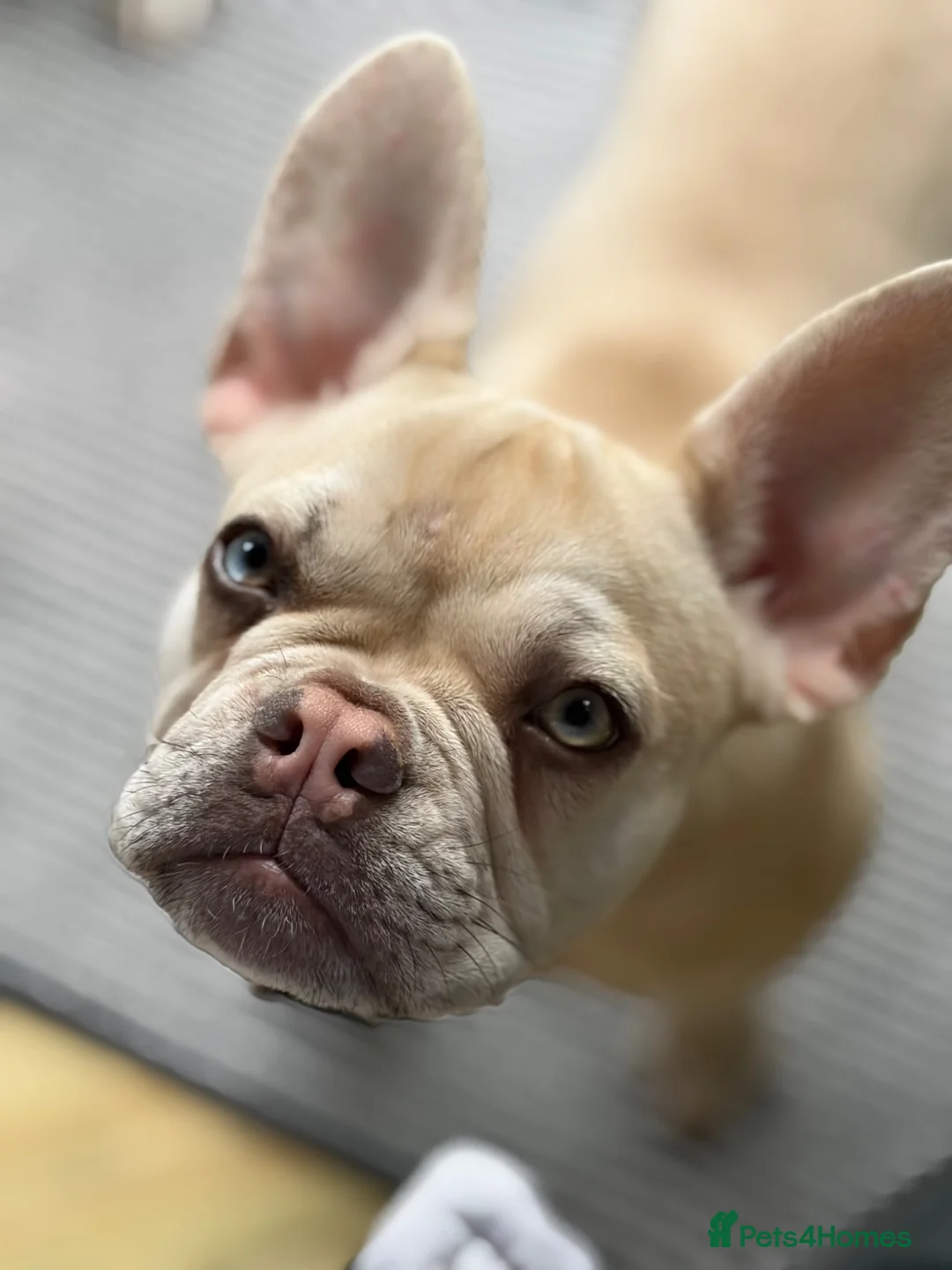 French Bulldog dogs for sale: Beautiful Platinum cryptic Merle French bulldog in Cambridge - Advert 8