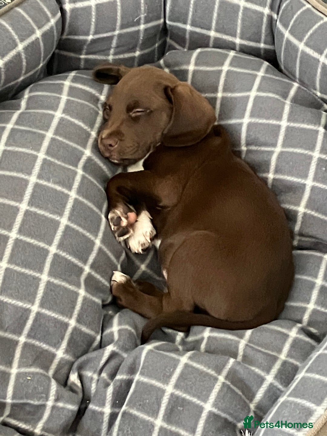 Bocker dogs for sale: 🐶 Cocker Spaniel x Beagle (Bocker) Puppy 🐶 - Image 6