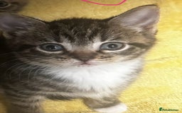 Mixed Breed cats for sale: 6 Of the cutest kittens ever !  - Image 36