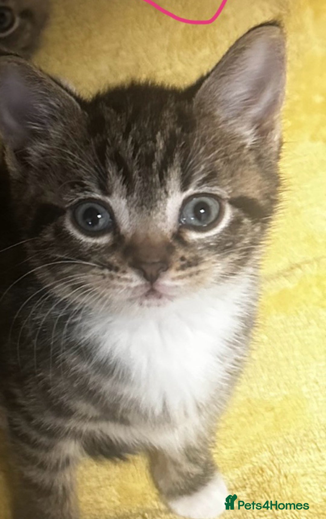 Mixed Breed cats for sale: 6 Of the cutest kittens ever !  - Image 36