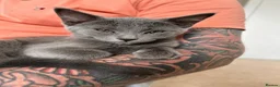 Russian Blue cats for sale: Russian blue girl  - Advert 1