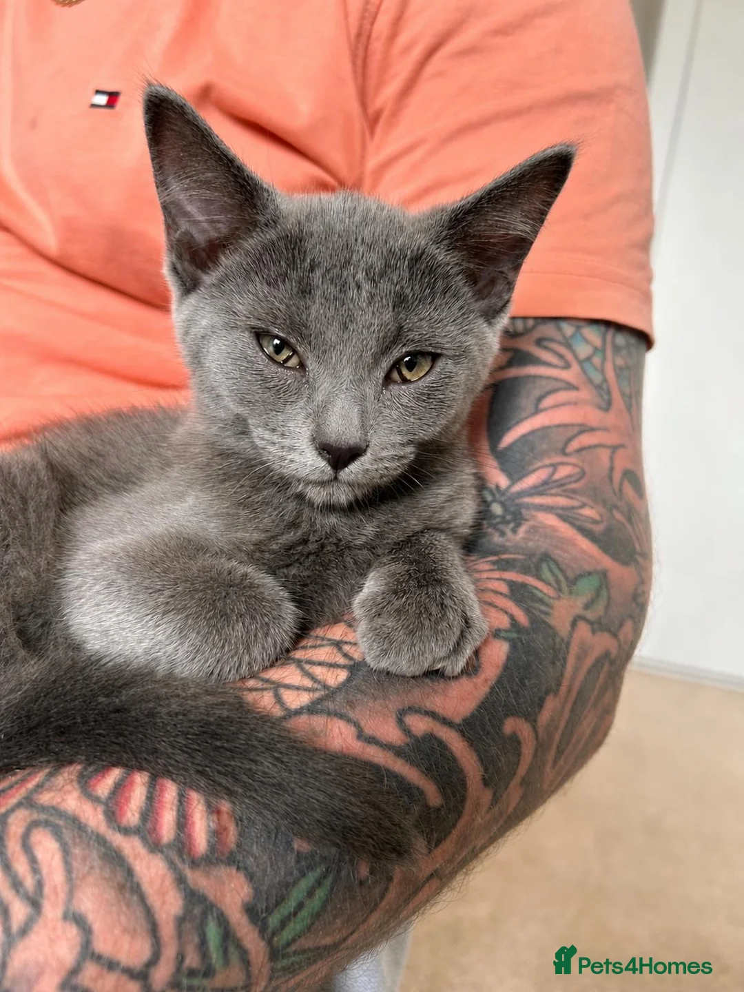 Russian Blue cats for sale: Russian blue girl  - Advert 1