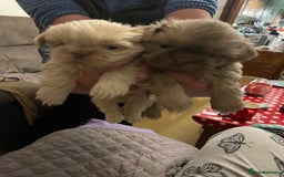 Shih Tzu dogs for sale: imperial karishishi shih tzu boys  - Image 5