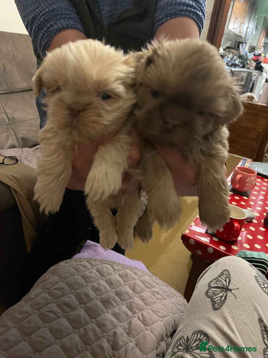 Shih Tzu dogs for sale: imperial karishishi shih tzu boys  - Image 5