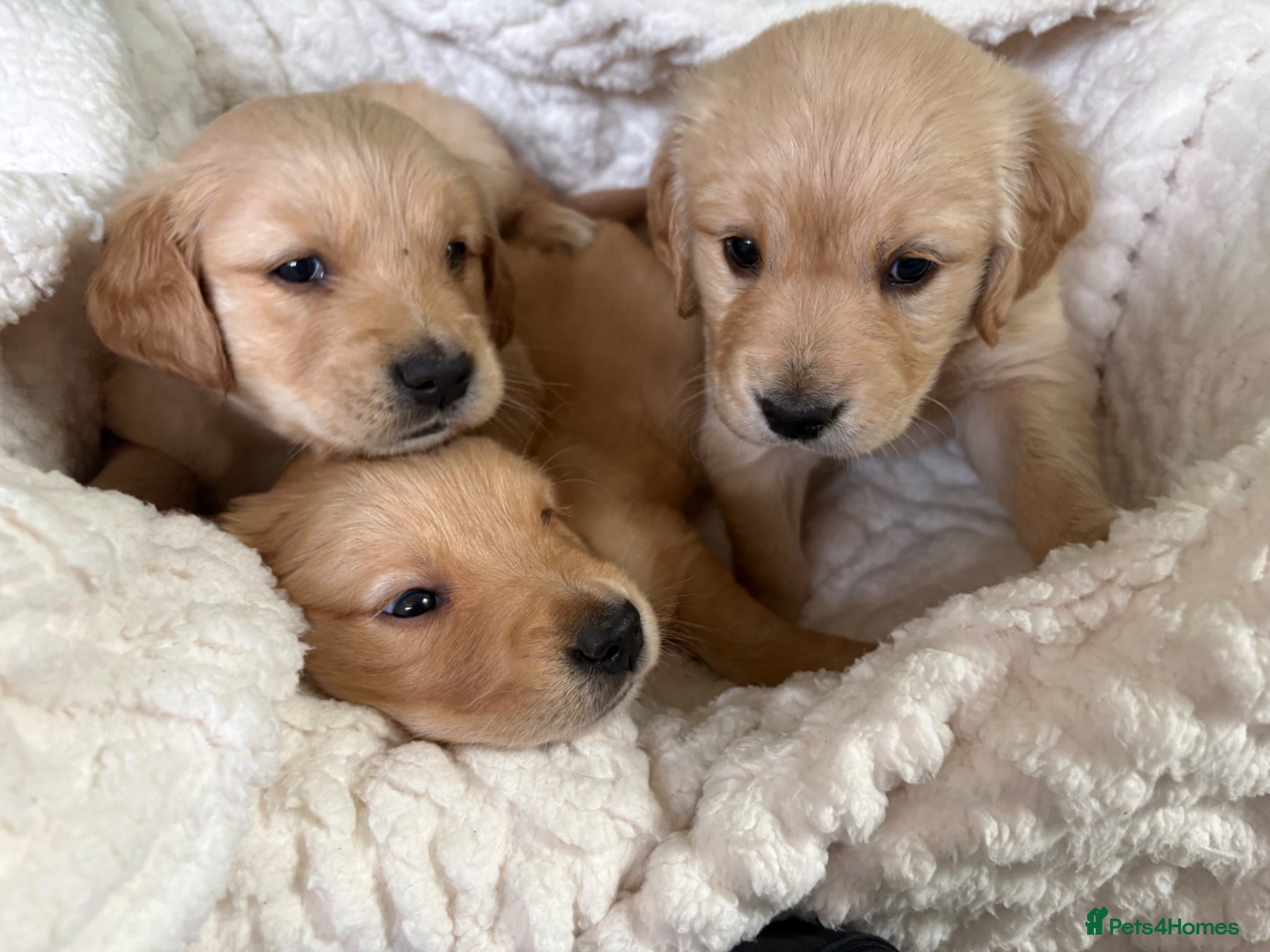 Golden Retriever dogs Dark golden retriever puppies kc reg 🐾boys only🦴 - Advert 3