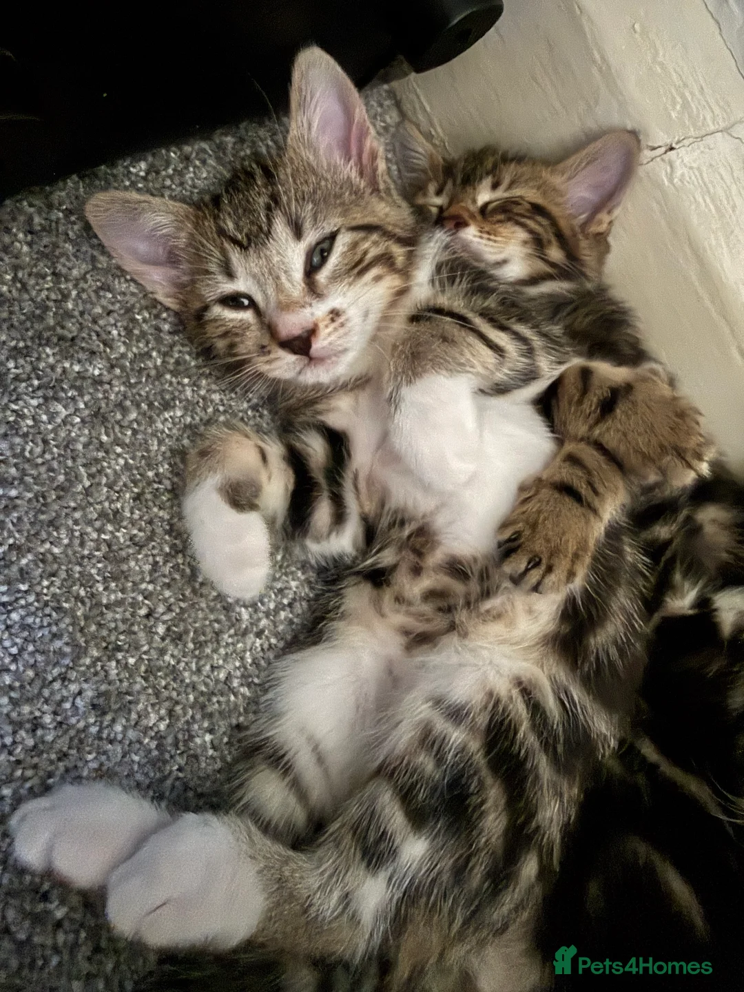 Mixed Breed cats for sale: Tabby Kittens  - Advert 2