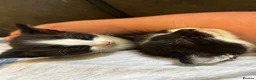 Mixed Breed cats for sale: Black and white kittens  - Advert 8