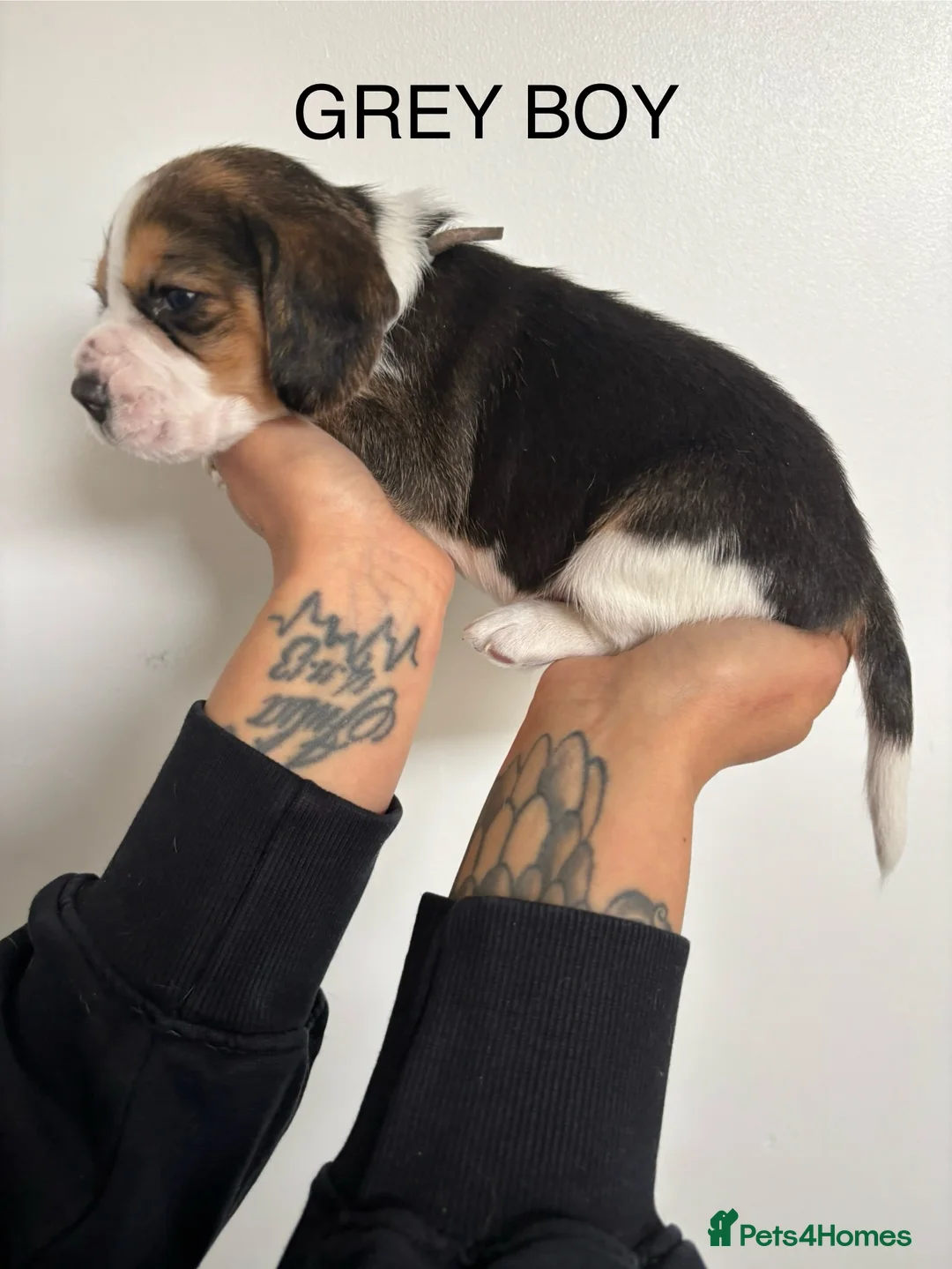 Beagle dogs for sale: Beagle Puppies  - Advert 11